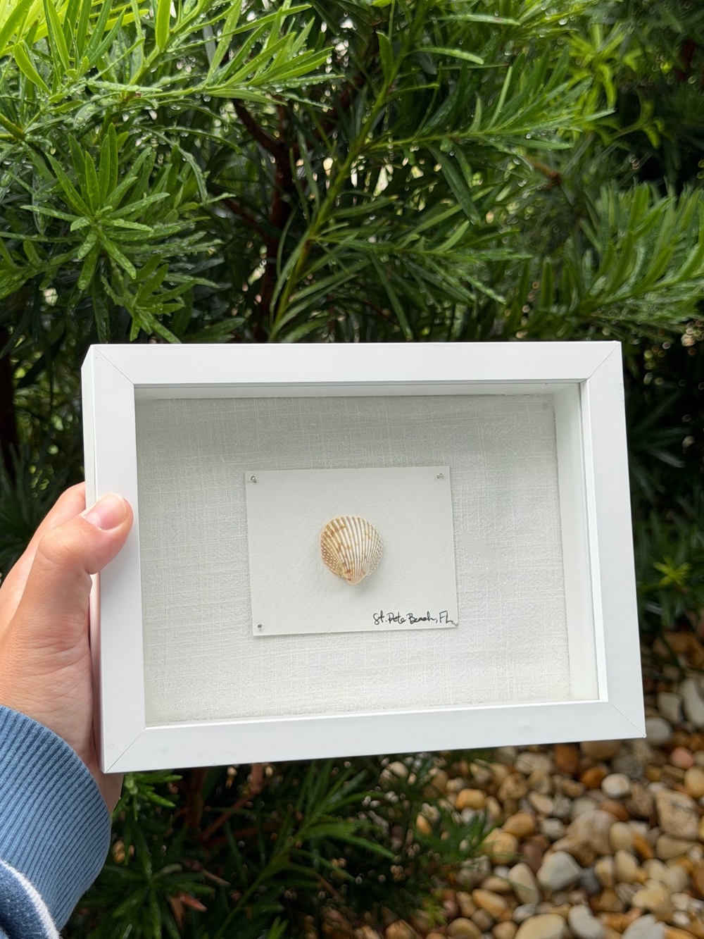 Framed Scallop seashell, St Pete Beach FL